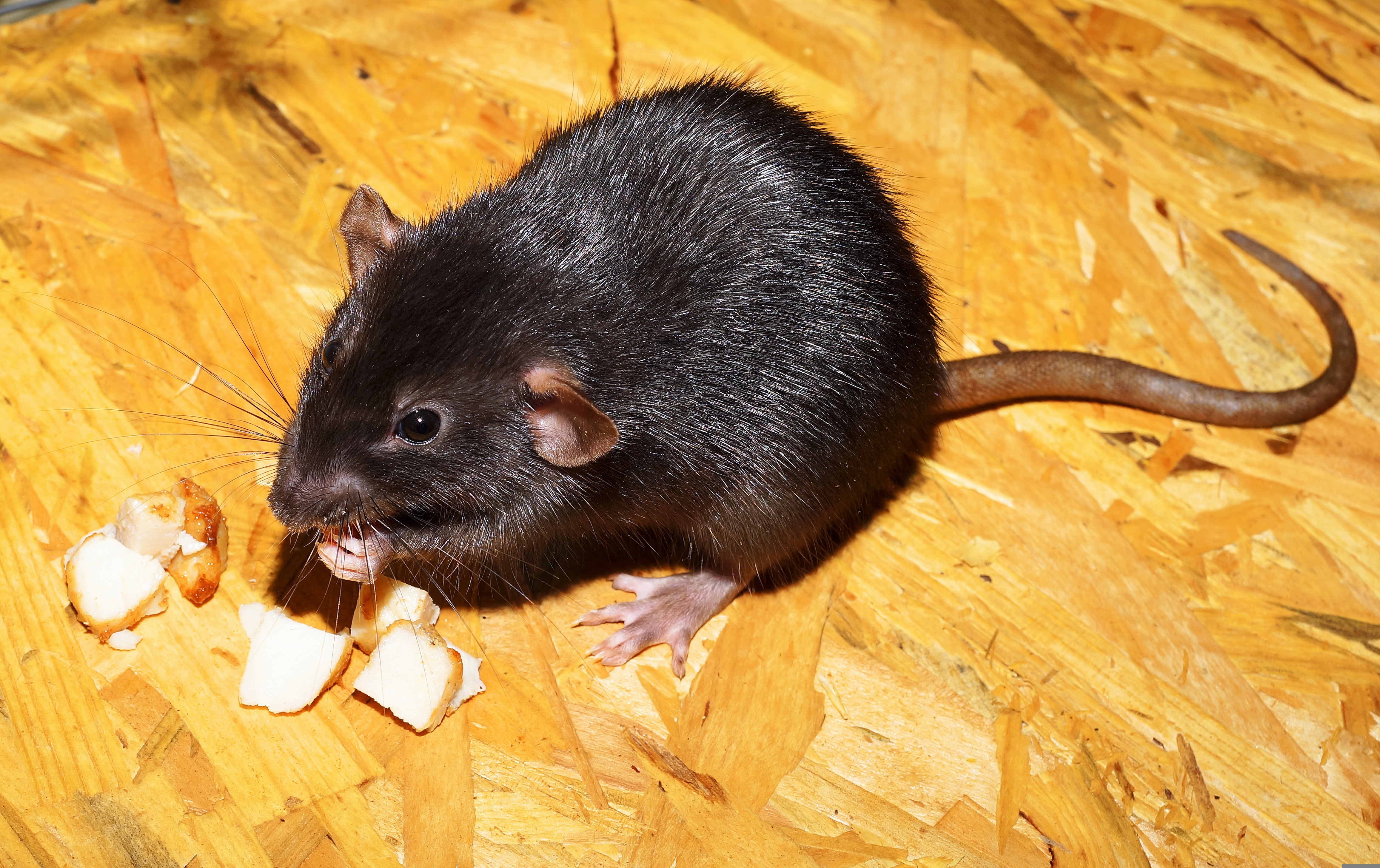 House Rat / Norway Rat